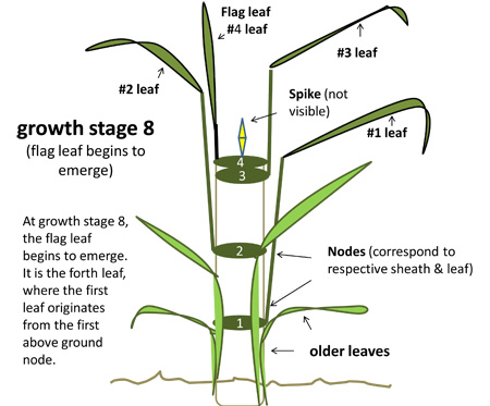 Growth stage 8. Growth stage 8.