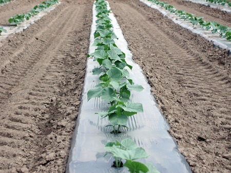 Plastic mulch with cucumbers. Plastic mulch with cucumbers.
