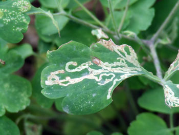 columbine sawfly columbine sawfly