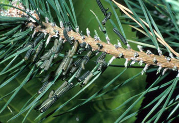 pine sawfly pine sawfly
