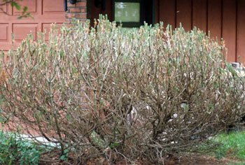 Sawfly Damage  Sawfly Damage