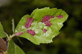 Erineum patch on birch. Erineum patch on birch.