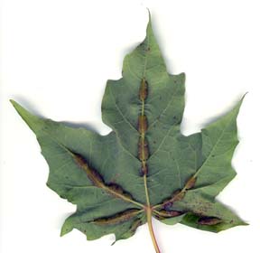 Galls on maple formed by gall flies. Galls on maple formed by gall flies.