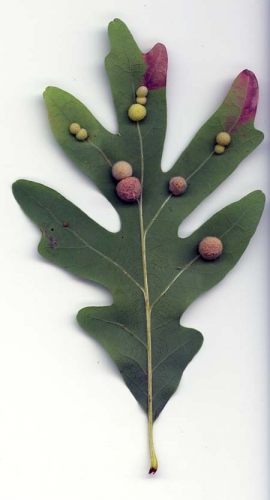 Galls on white oak formed by gall wasps. Galls on white oak formed by gall wasps.