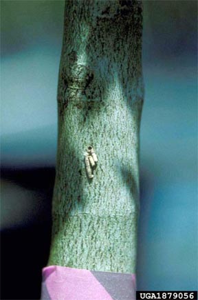 Entrance hole of the black stem borer Entrance hole of the black stem borer