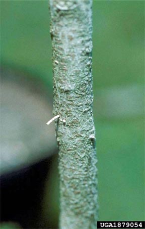 Frass column of black stem borer protruding from entrance tunnel Frass column of black stem borer protruding from entrance tunnel