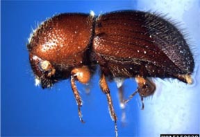The granulate ambrosia beetle The granulate ambrosia beetle