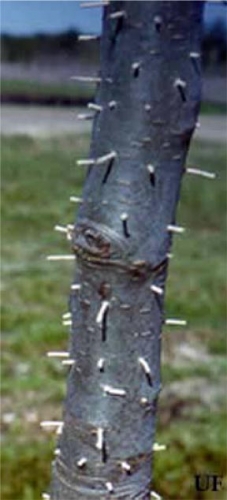 Toothpick-like frass columns made by the granulate ambrosia beetle Toothpick-like frass columns made by the granulate ambrosia beetle