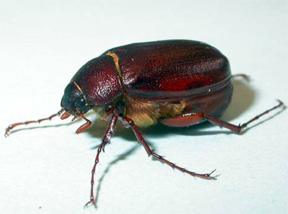 Adult June Beetle Adult June Beetle