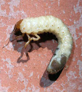 June beetle larvae June beetle larvae