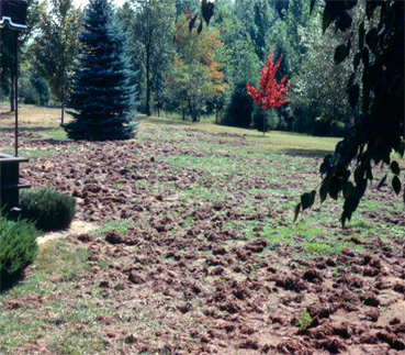 a lawn “rototilled”’ by skunks looking for white grubs. a lawn “rototilled”’ by skunks looking for white grubs.