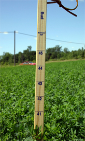 An example of a PEAQ stick measurement taken in 2008 during better growing conditions. An example of a PEAQ stick measurement taken in 2008 during better growing conditions.