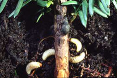 larvae and stem damage larvae and stem damage