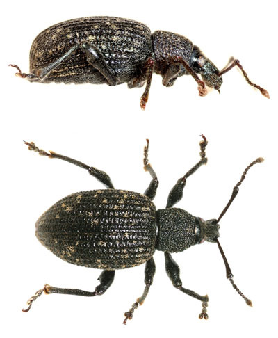 Adult Adult