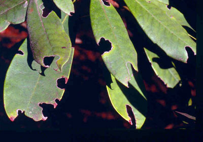 feeding damage feeding damage