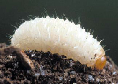 larva larva