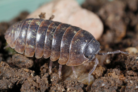 Pillbug Pillbug