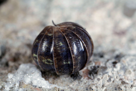 Rolled-up pillbug Rolled-up pillbug