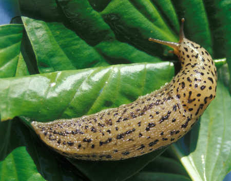 Giant garden slug Giant garden slug