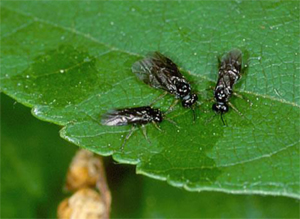 Birch leafminer adults Birch leafminer adults