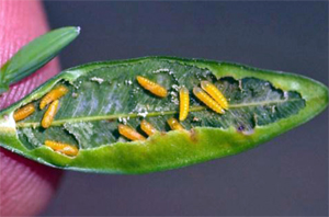 Boxwood leafminer larvae inside leaf Boxwood leafminer larvae inside leaf