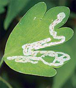 Mines in a columbine leaf Mines in a columbine leaf