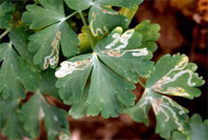 Mines in columbine leaves Mines in columbine leaves