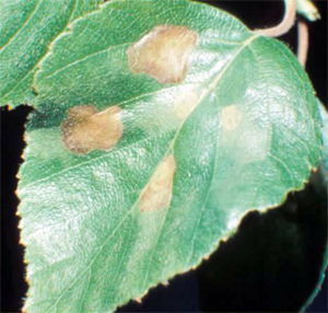 Mines developing in birch leaves Mines developing in birch leaves