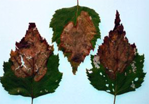 Birch leaf mines after they turn brown Birch leaf mines after they turn brown