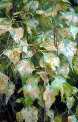 Browning of birch foliage caused by extensive mining Browning of birch foliage caused by extensive mining