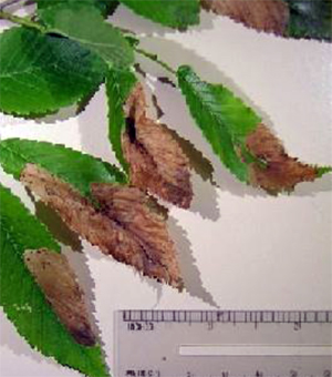 Mines in elm leaves Mines in elm leaves
