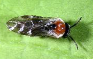 Hawthorne leafminer adult Hawthorne leafminer adult