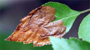 Mines in a hawthorne leaf Mines in a hawthorne leaf