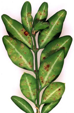 Mines in boxwood leaves Mines in boxwood leaves