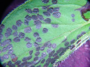 Fourlined plant bug damage Fourlined plant bug damage