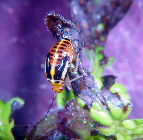 Fourlined plant bug Fourlined plant bug