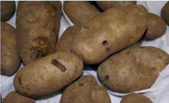 White grub feeding on potato tubers. White grub feeding on potato tubers.