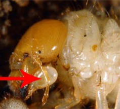 Bulbous stipes on the cheeks of an Asiatic garden beetle larva. Bulbous stipes on the cheeks of an Asiatic garden beetle larva.