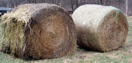 Switchgrass bales that were stored outside from September to April. The bale on the left was wrapped with sisal twine while the bale on the right was net wrapped. The outer layer of the bale on the left has noticeably more wetness and spoilage. Switchgrass bales that were stored outside from September to April. The bale on the left was wrapped with sisal twine while the bale on the right was net wrapped. The outer layer of the bale on the left has noticeably more wetness and spoilage.