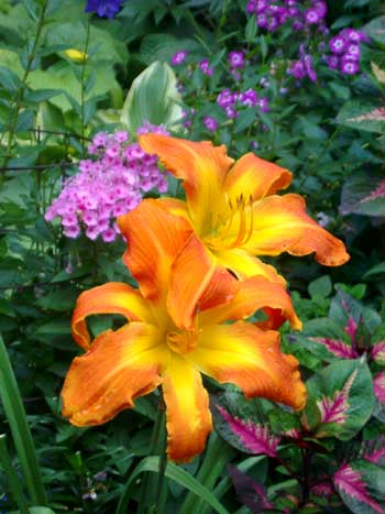 Perennials Perennials