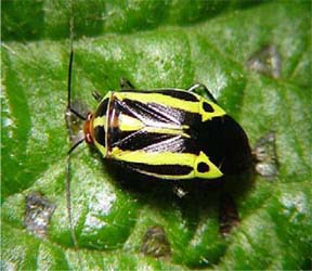 Four-lined plant bug adult Four-lined plant bug adult