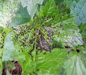 Leaf-spotting injury caused by four-lined plant bugs Leaf-spotting injury caused by four-lined plant bugs