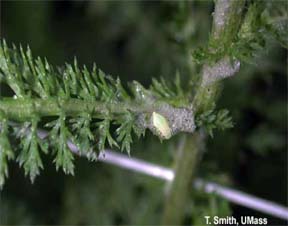 Spittle bug larvae in spittle masses Spittle bug larvae in spittle masses