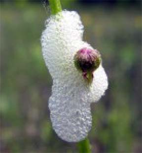 Spittle bug larvae in spittle massees Spittle bug larvae in spittle massees