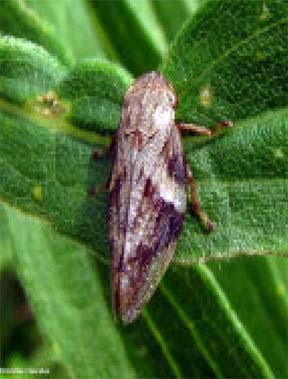 Adult spittlebug Adult spittlebug