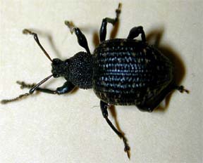 Black vine weevil adult Black vine weevil adult