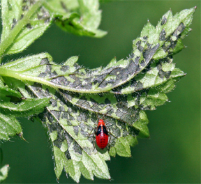 Four-lined plant bug larva Four-lined plant bug larva
