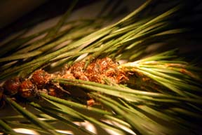 Pine tortoise scale on branch Pine tortoise scale on branch