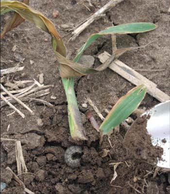 Location of cutworm Location of cutworm
