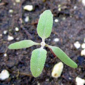 Common lambsquarters Common lambsquarters